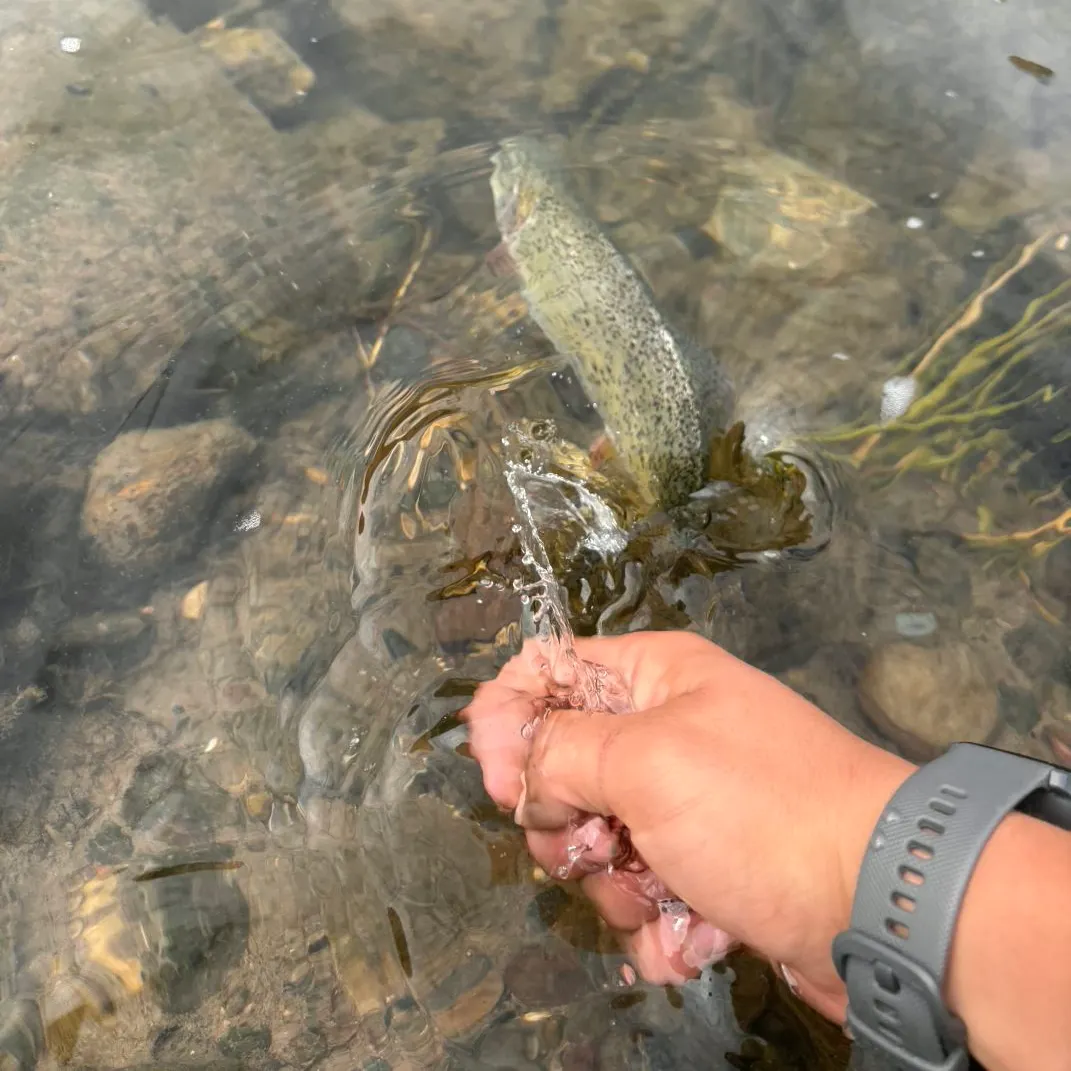 Yellowstone cutthroat trout caught on Fishbrain