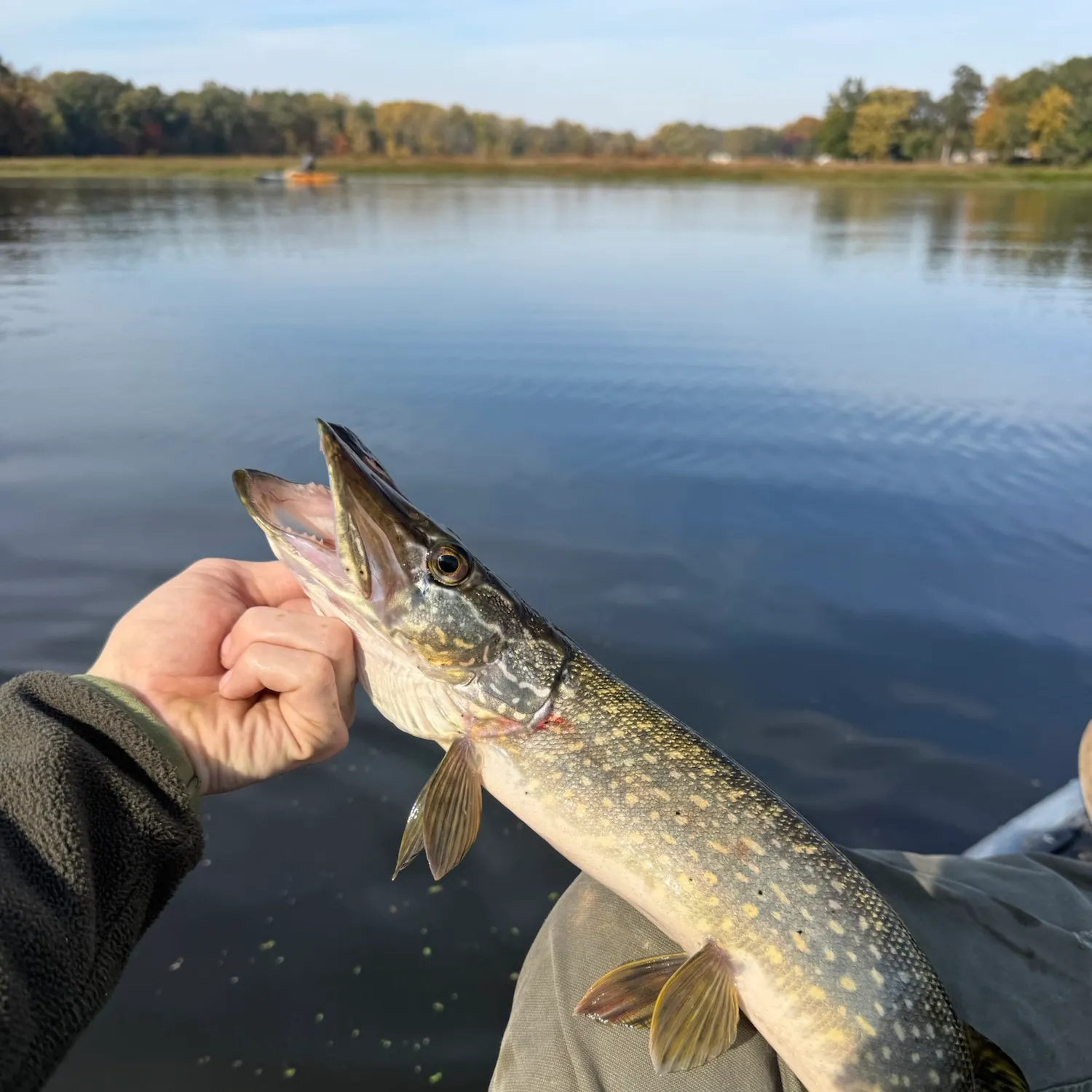 Northern pike caught on Fishbrain