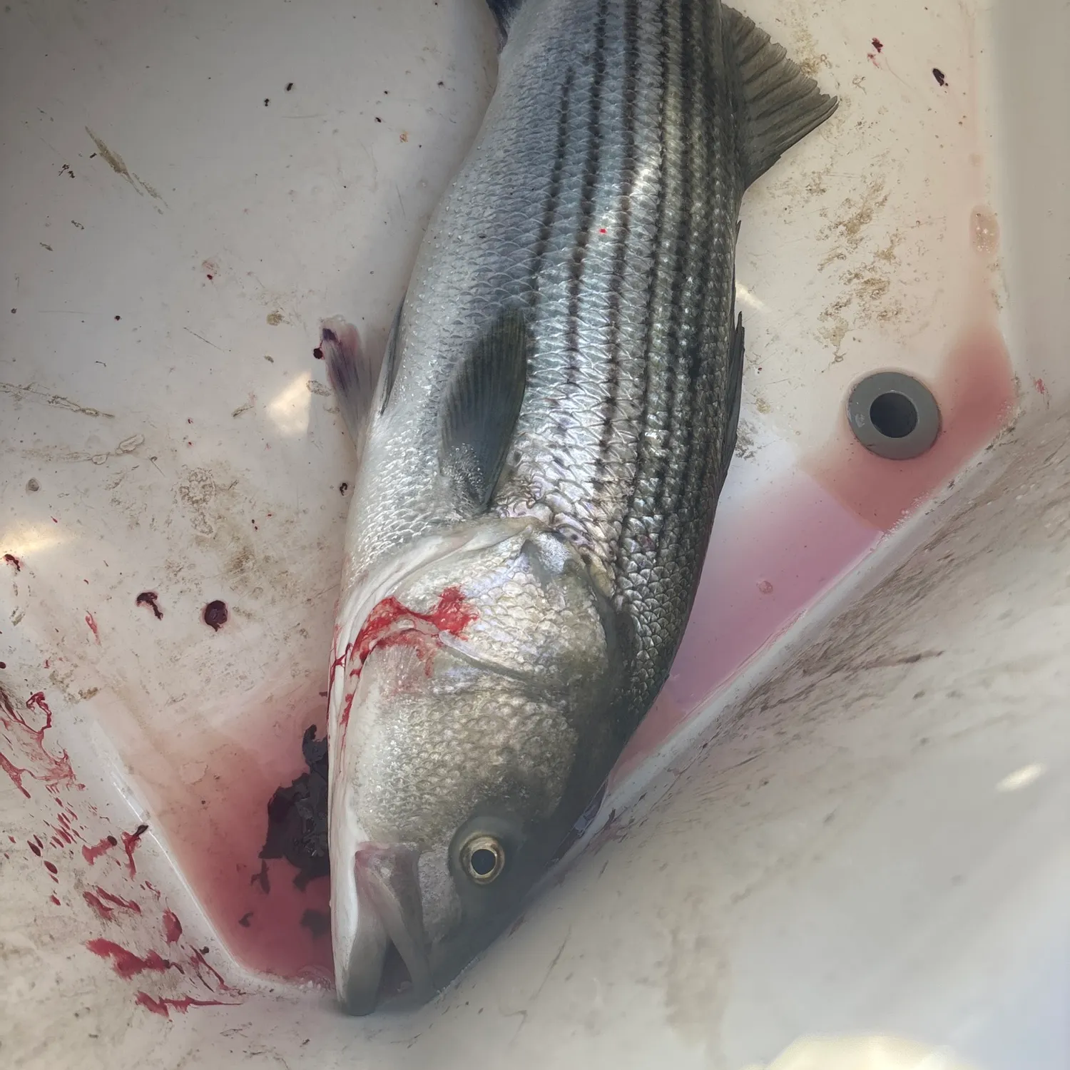 Striped bass caught on Fishbrain