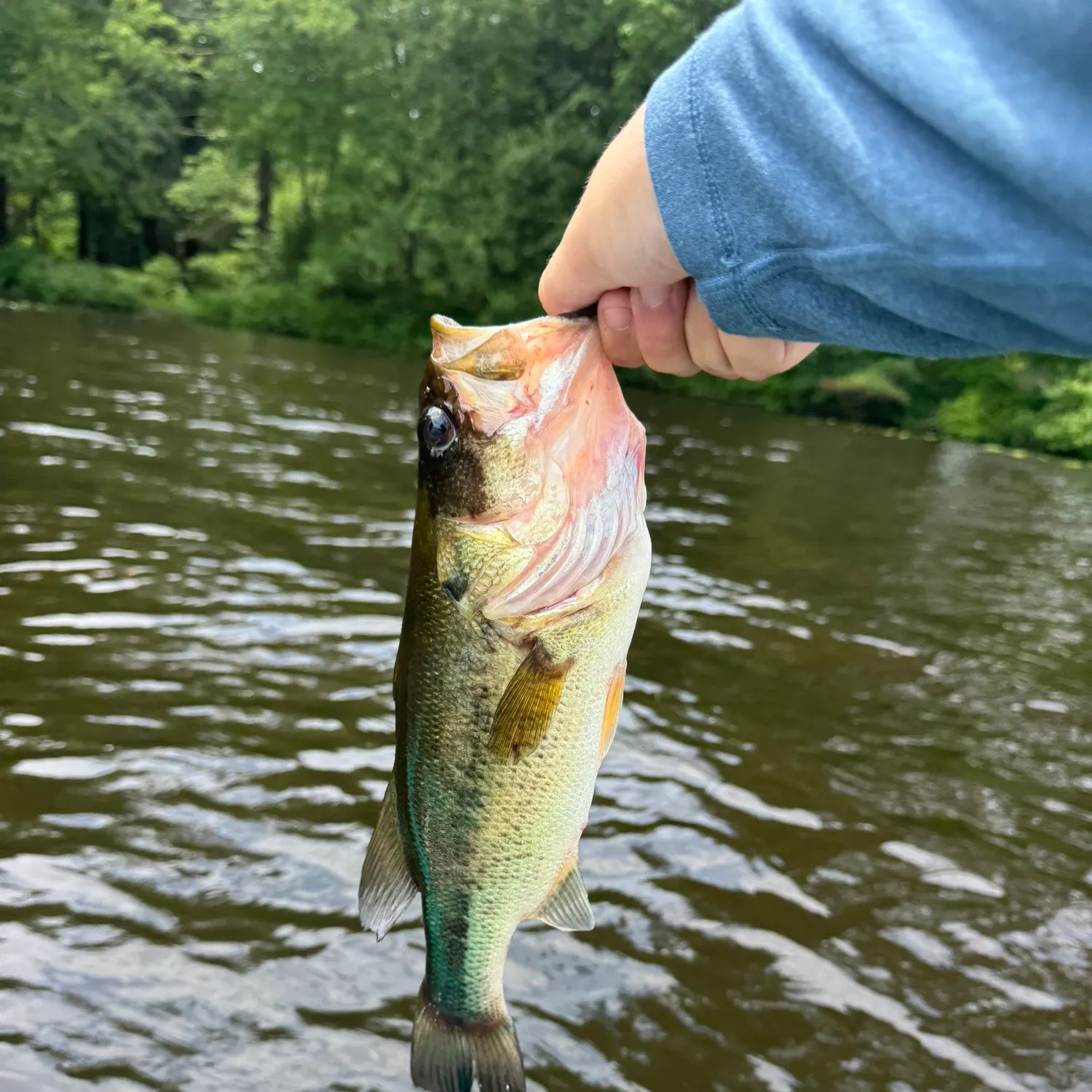 angler catch
