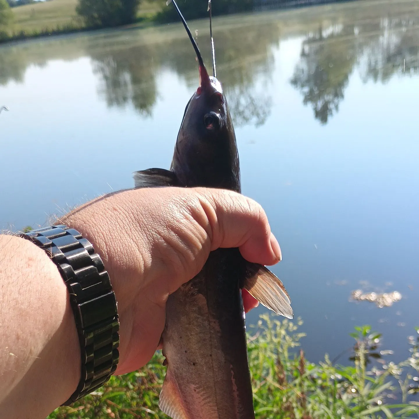 Channel catfish caught on Fishbrain