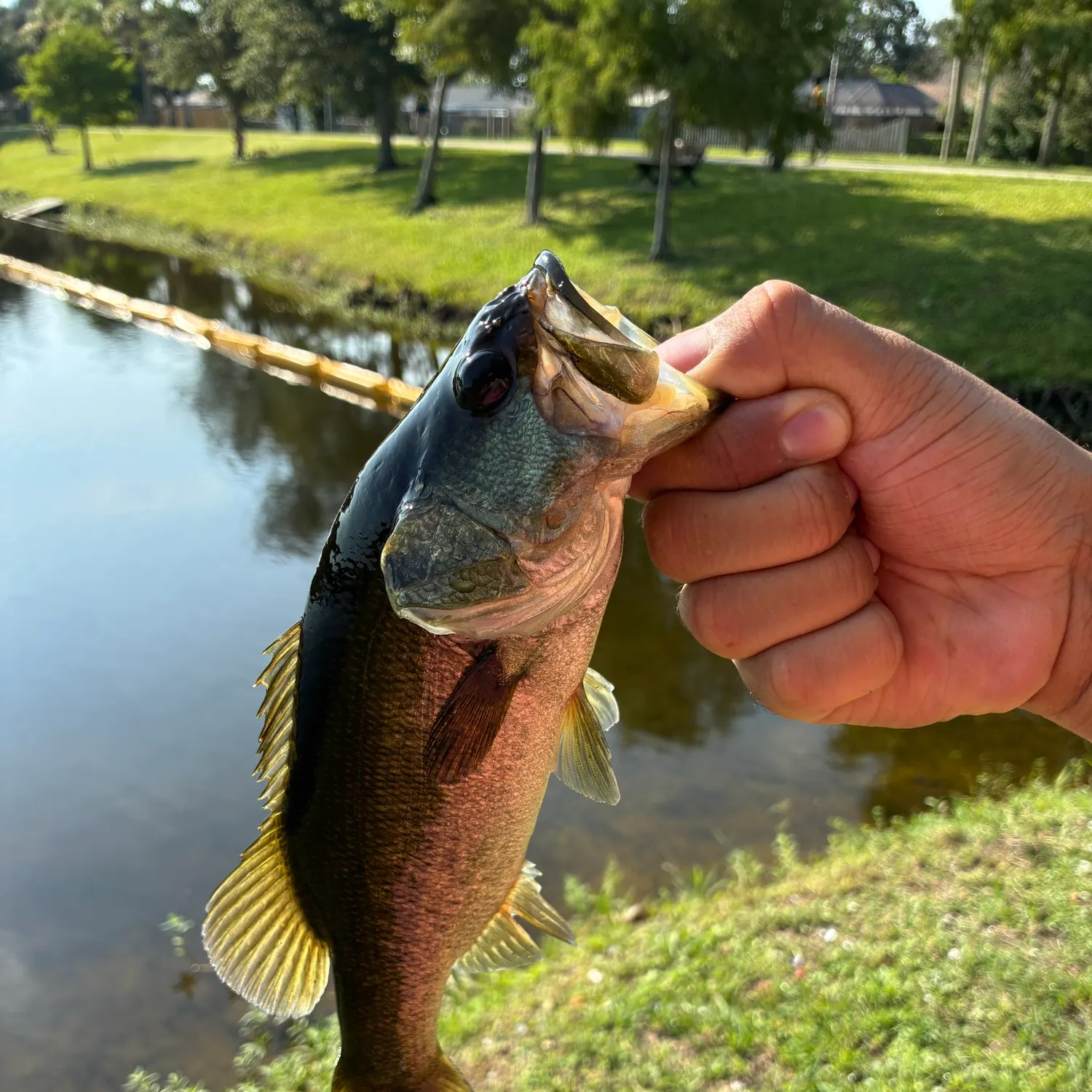 Largemouth bass caught on Fishbrain