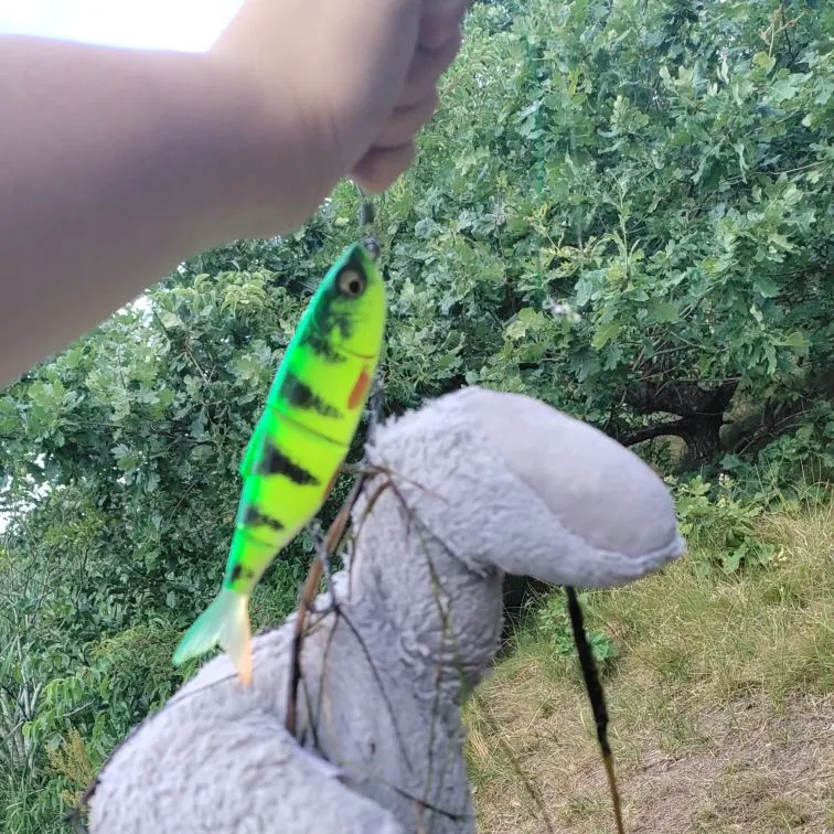 Fish caught on Fishbrain