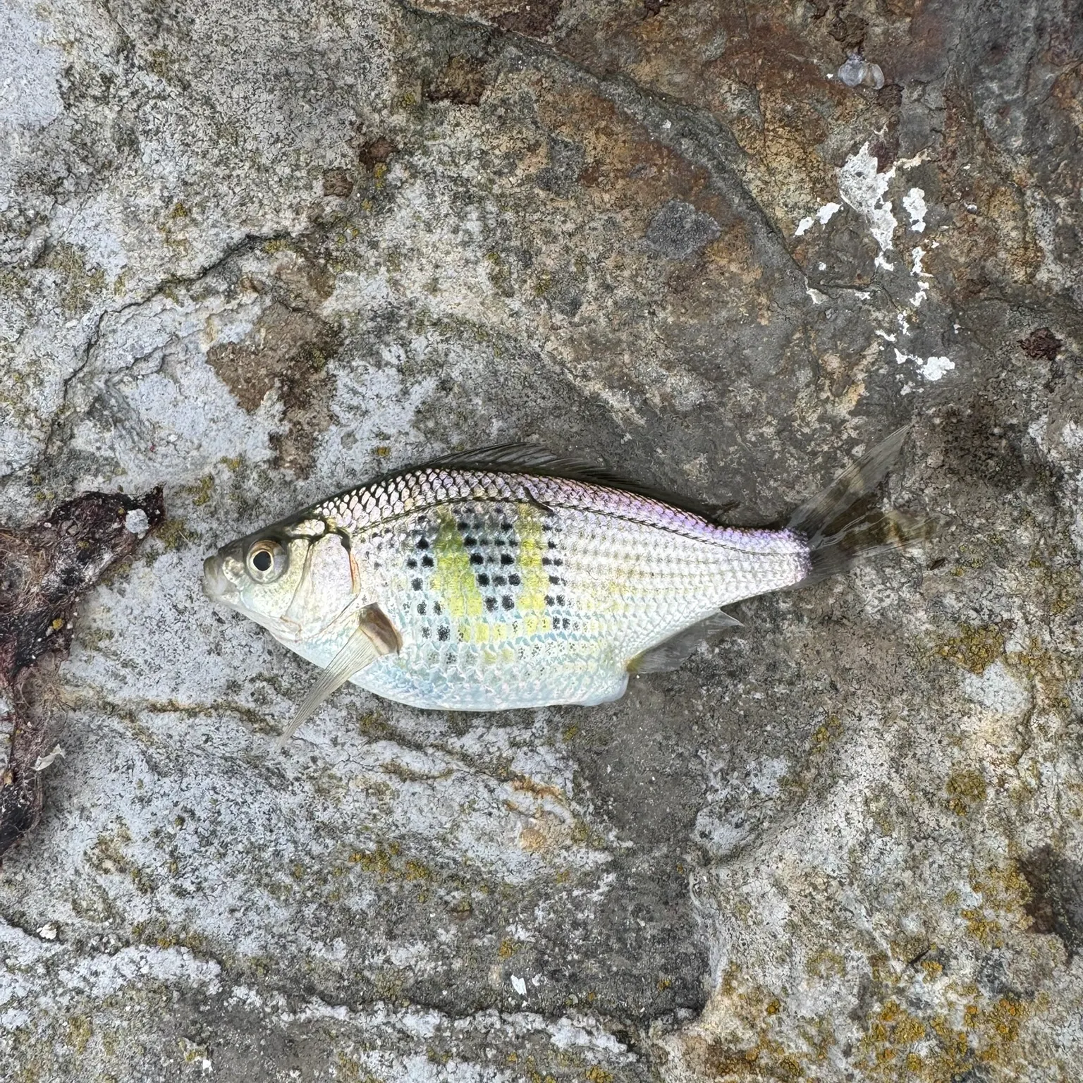 The most recent Shiner perch catches on Fishbrain