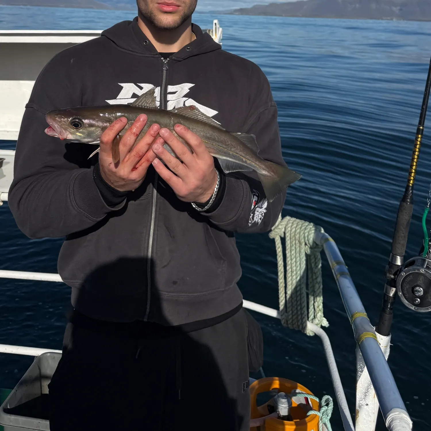 Whiting caught on Fishbrain
