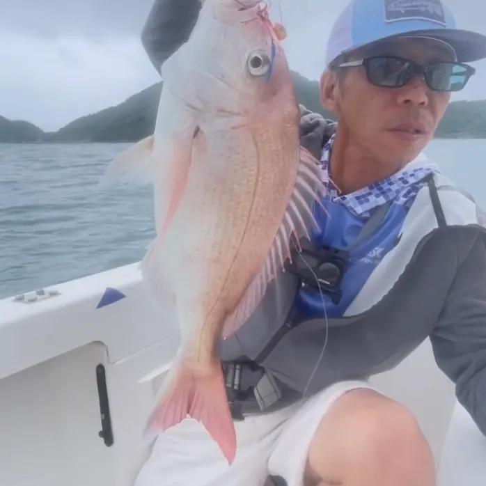 The most recent Red seabream catches on Fishbrain
