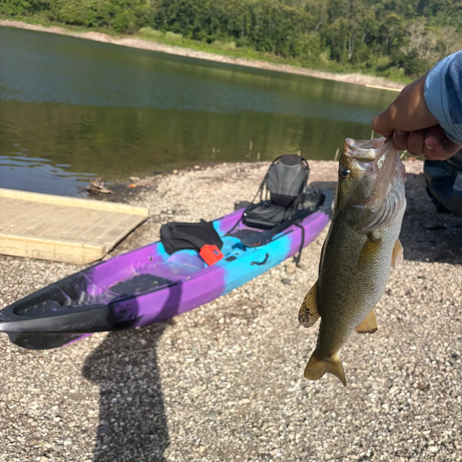 Fish caught on Fishbrain