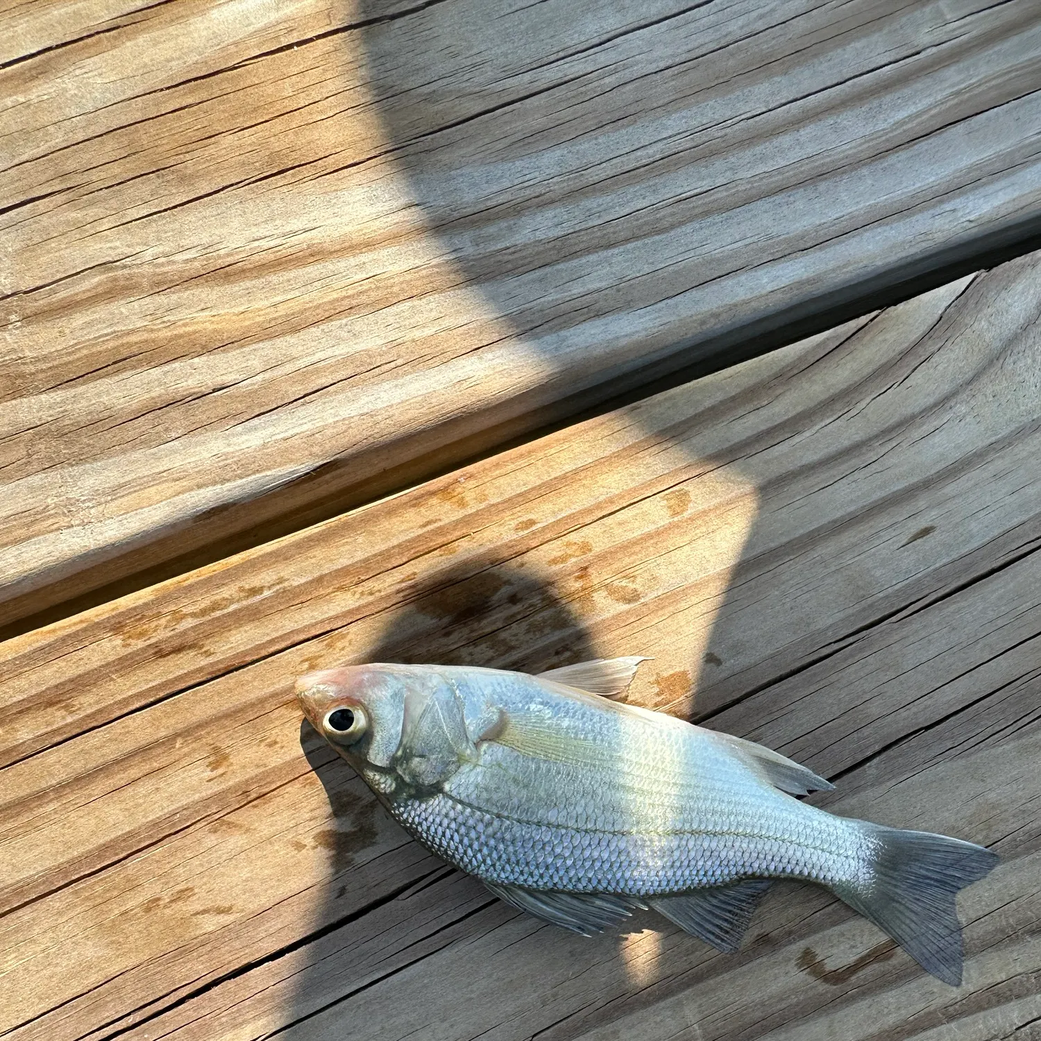 White perch caught on Fishbrain