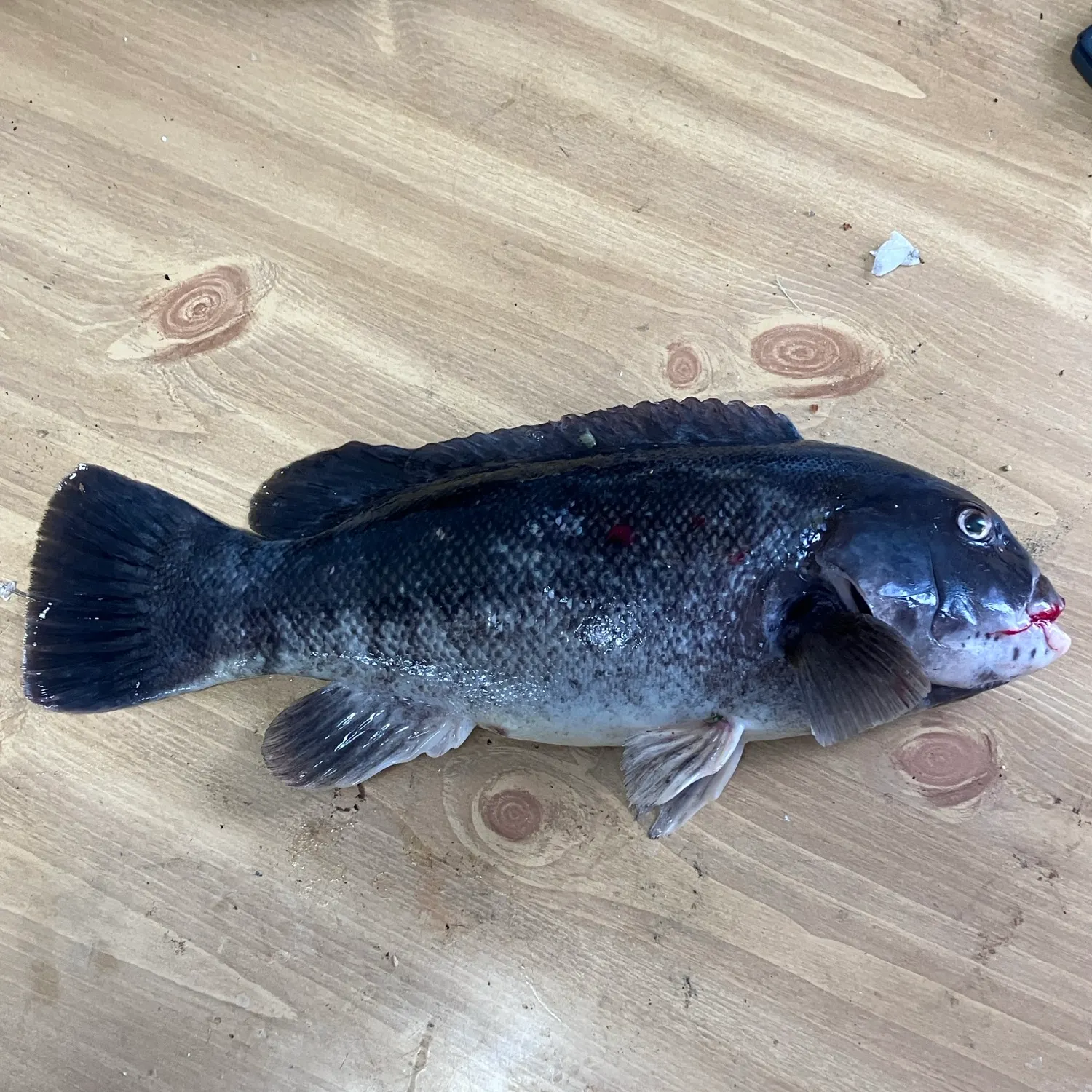 Tautog caught on Fishbrain