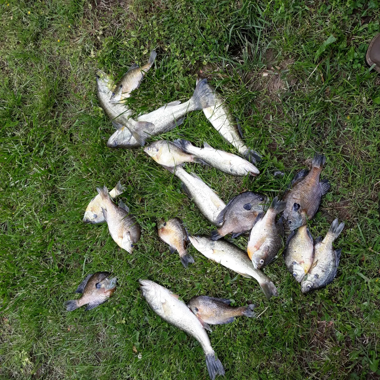 recently logged catches