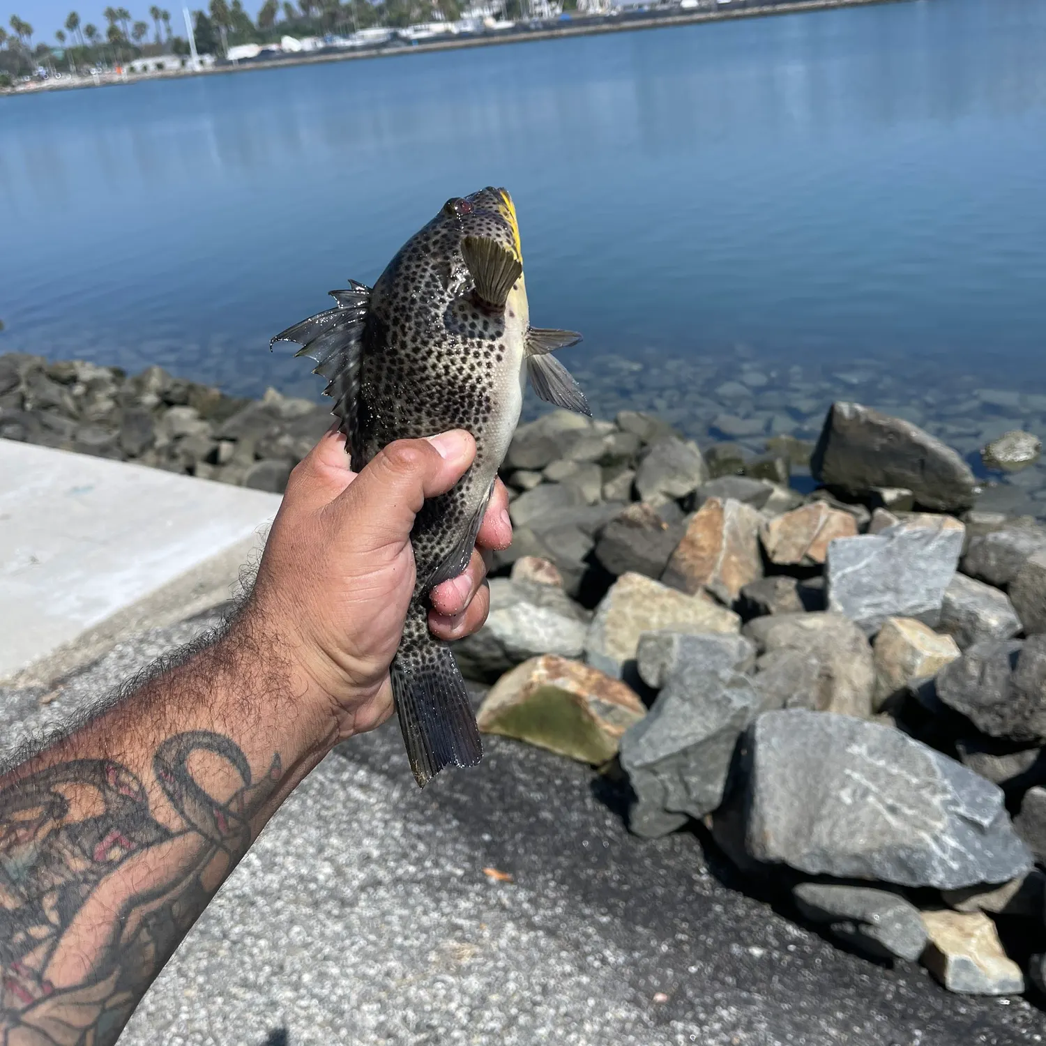 Spotted sand bass caught on Fishbrain