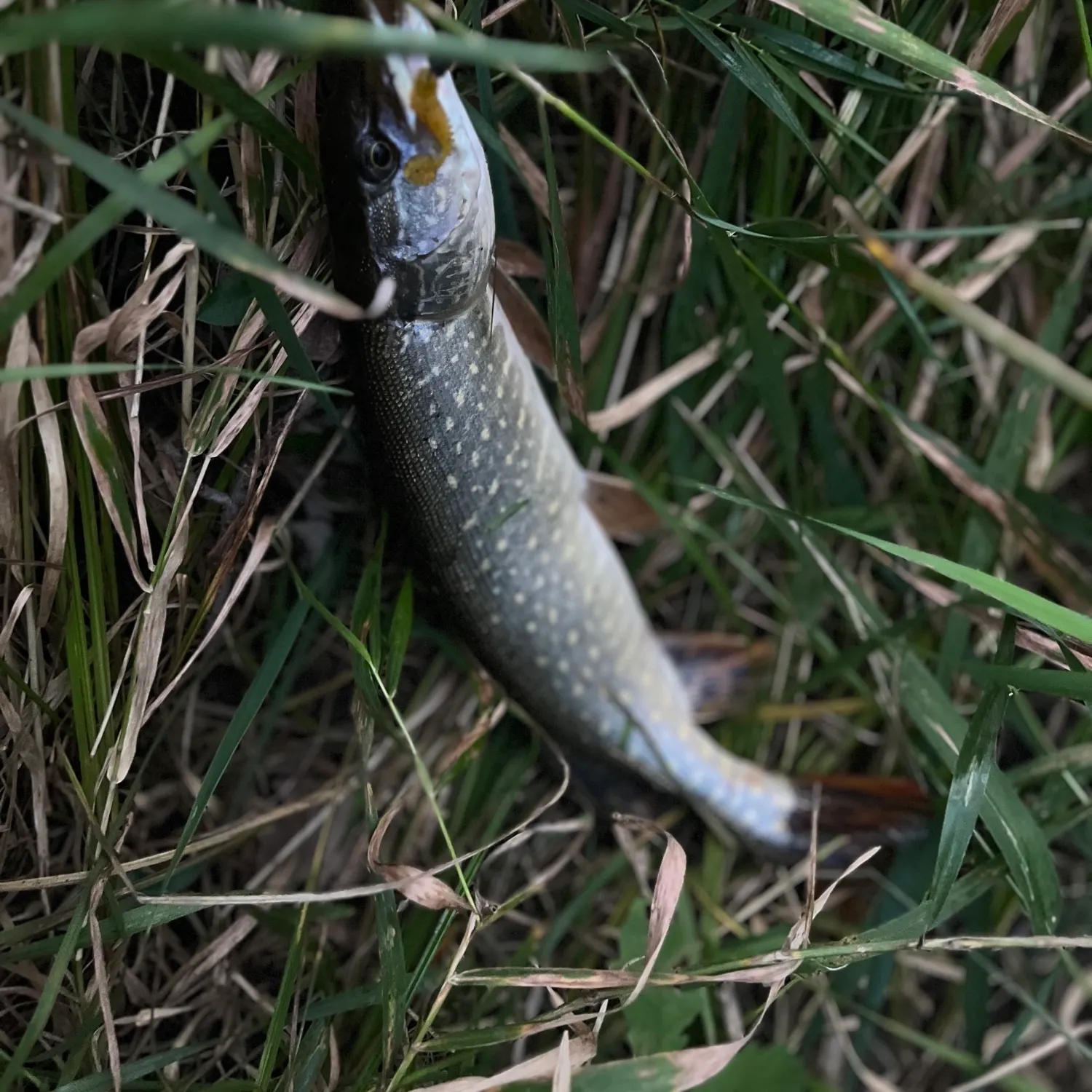 Northern pike caught on Fishbrain