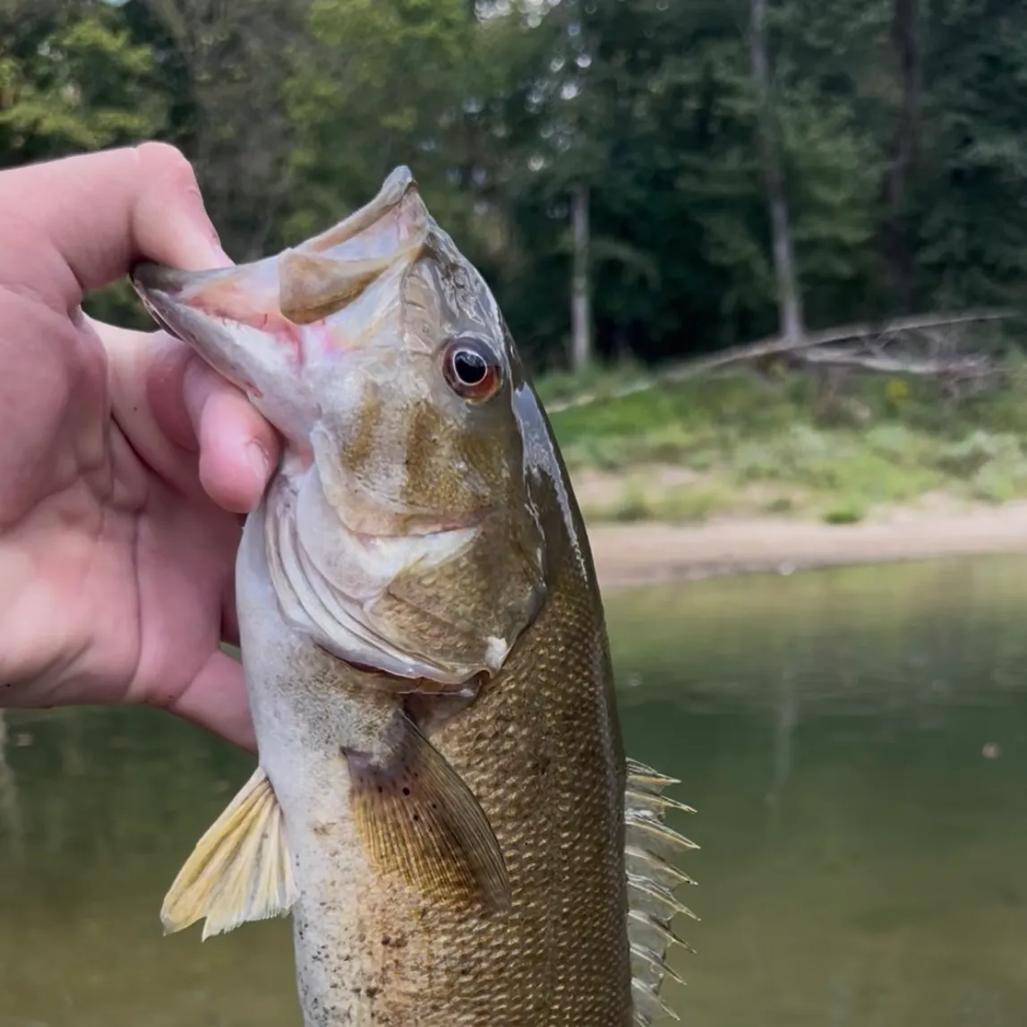 Smallmouth bass caught on Fishbrain