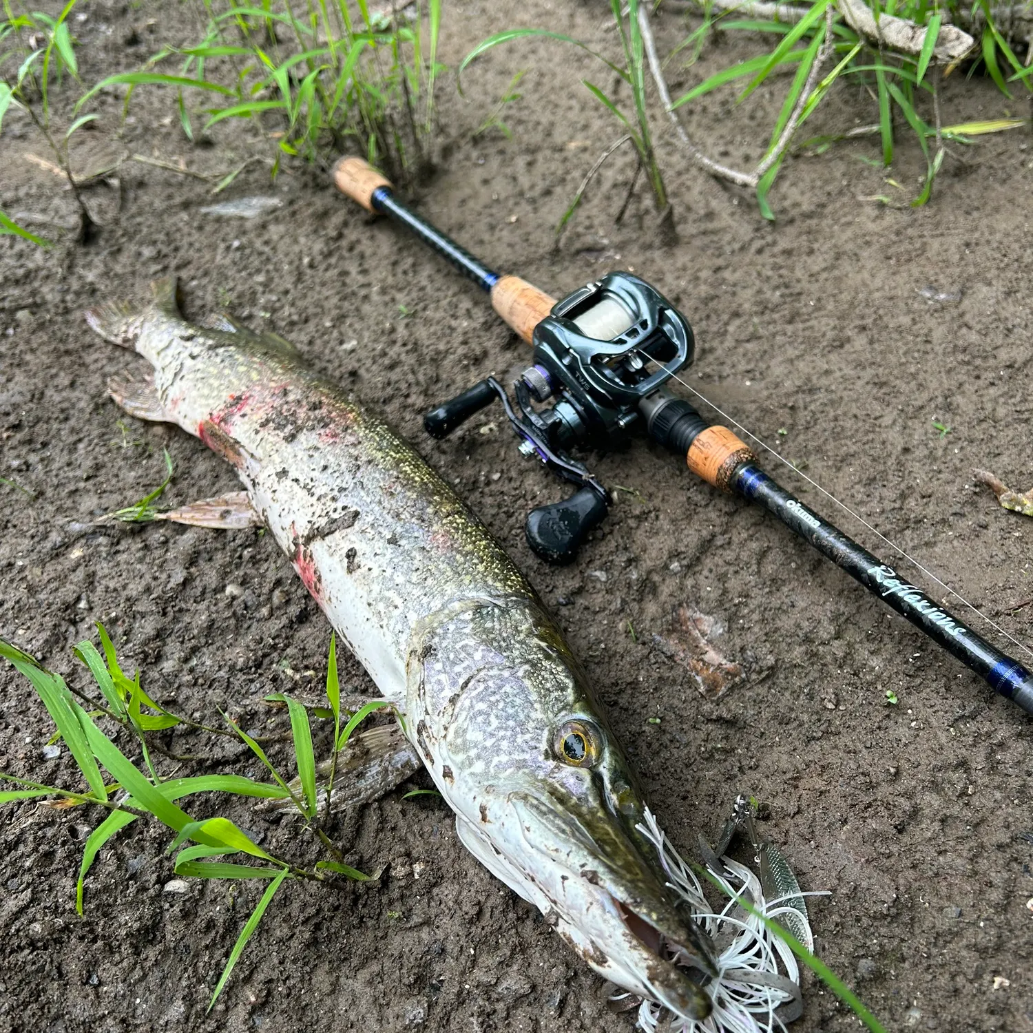 Northern pike caught on Fishbrain