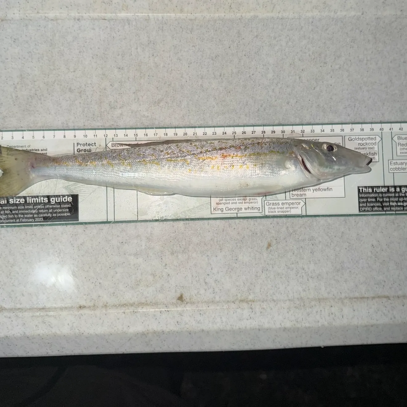 recently logged catches