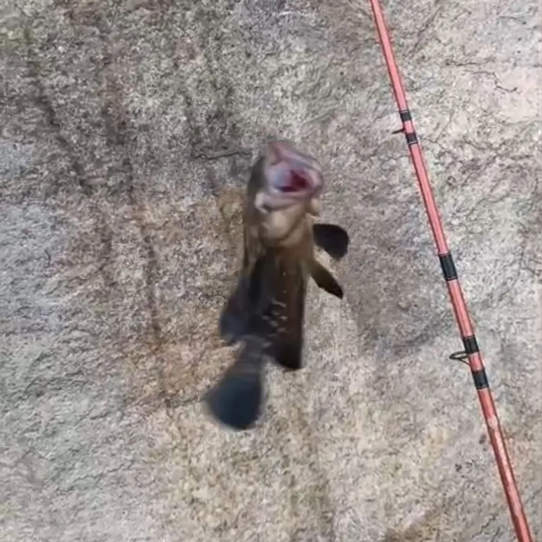 Rock hind caught on Fishbrain