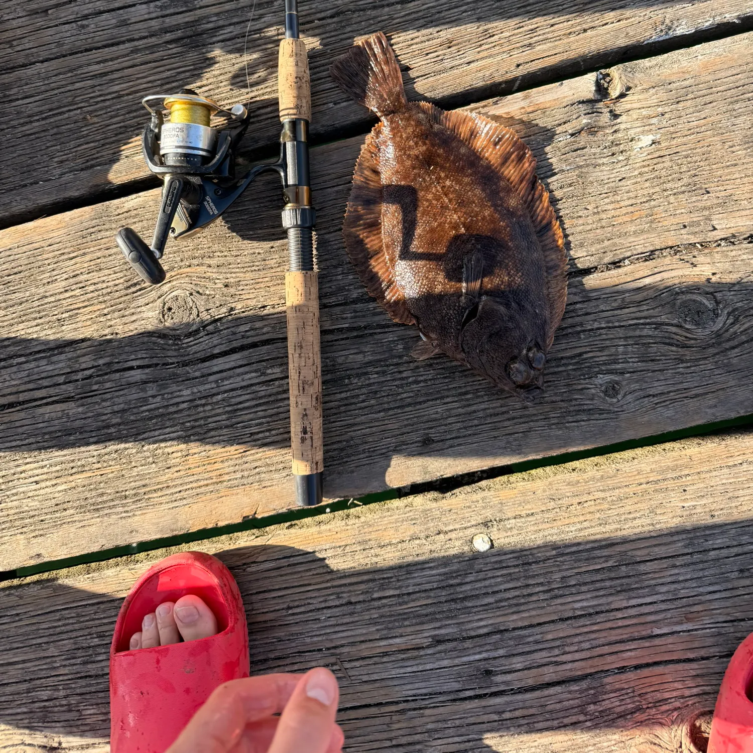 Starry flounder caught on Fishbrain