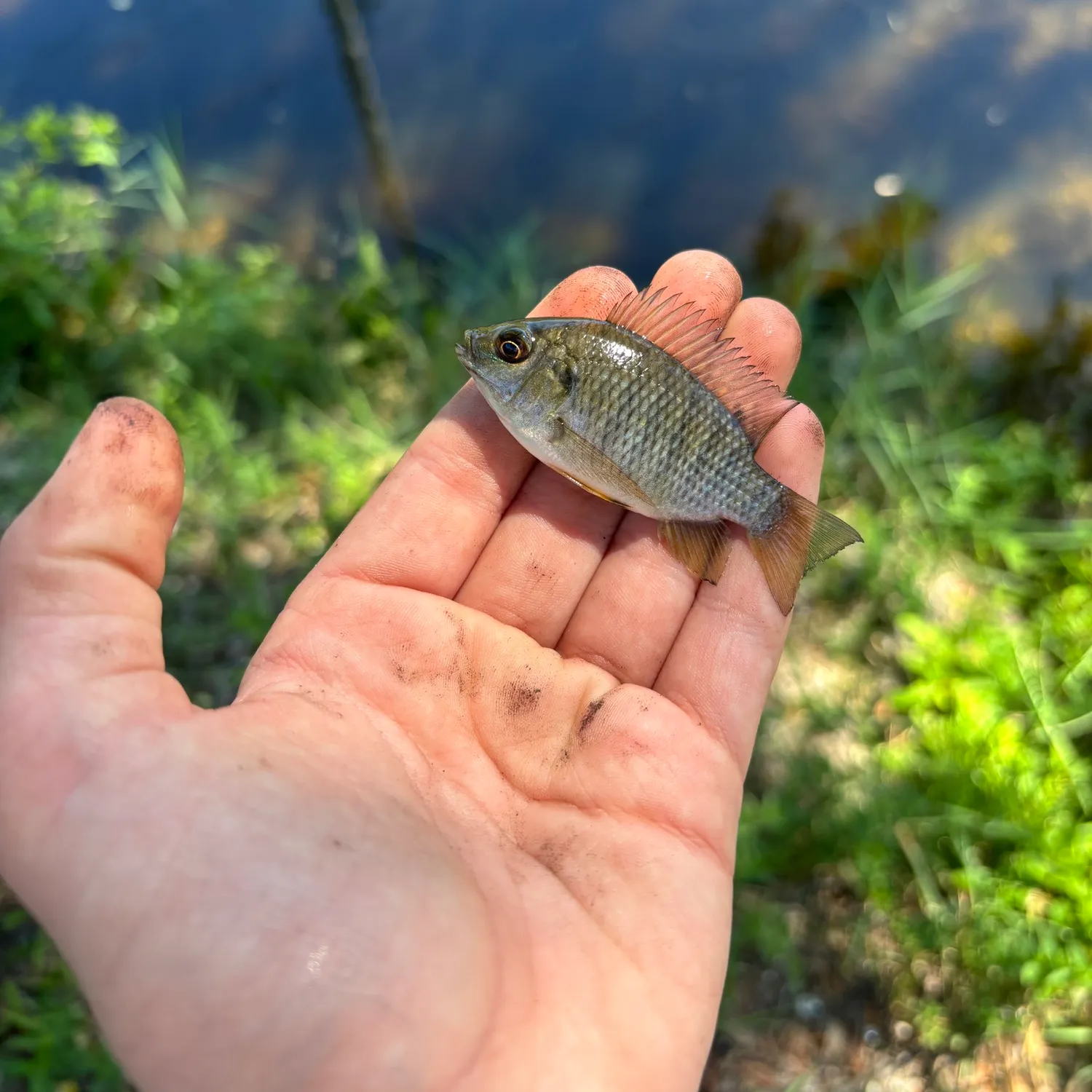 The most recent Blackchin tilapia catches on Fishbrain