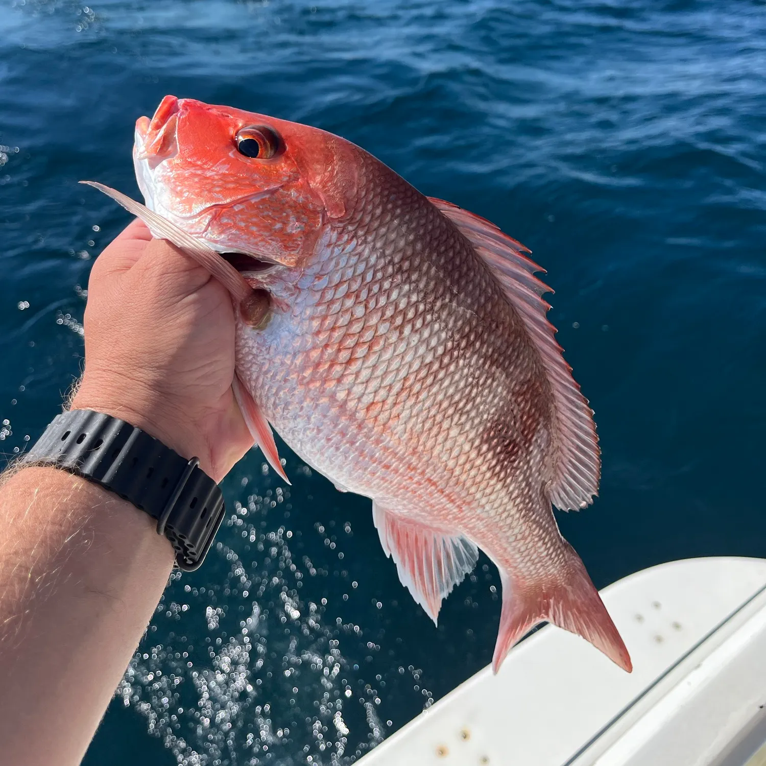 Northern red snapper caught on Fishbrain