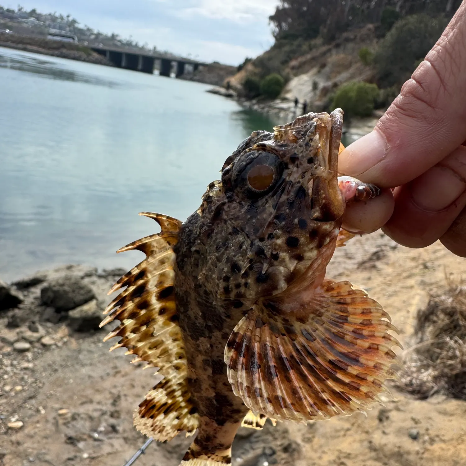 California scorpionfish caught on Fishbrain