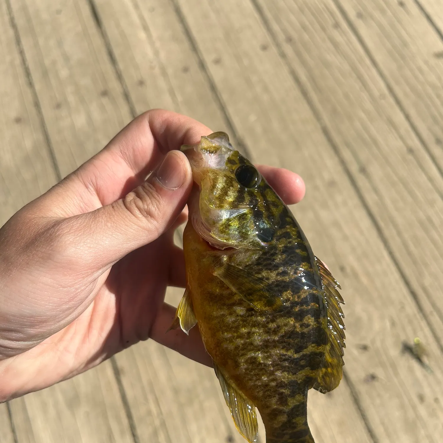 Warmouth caught on Fishbrain