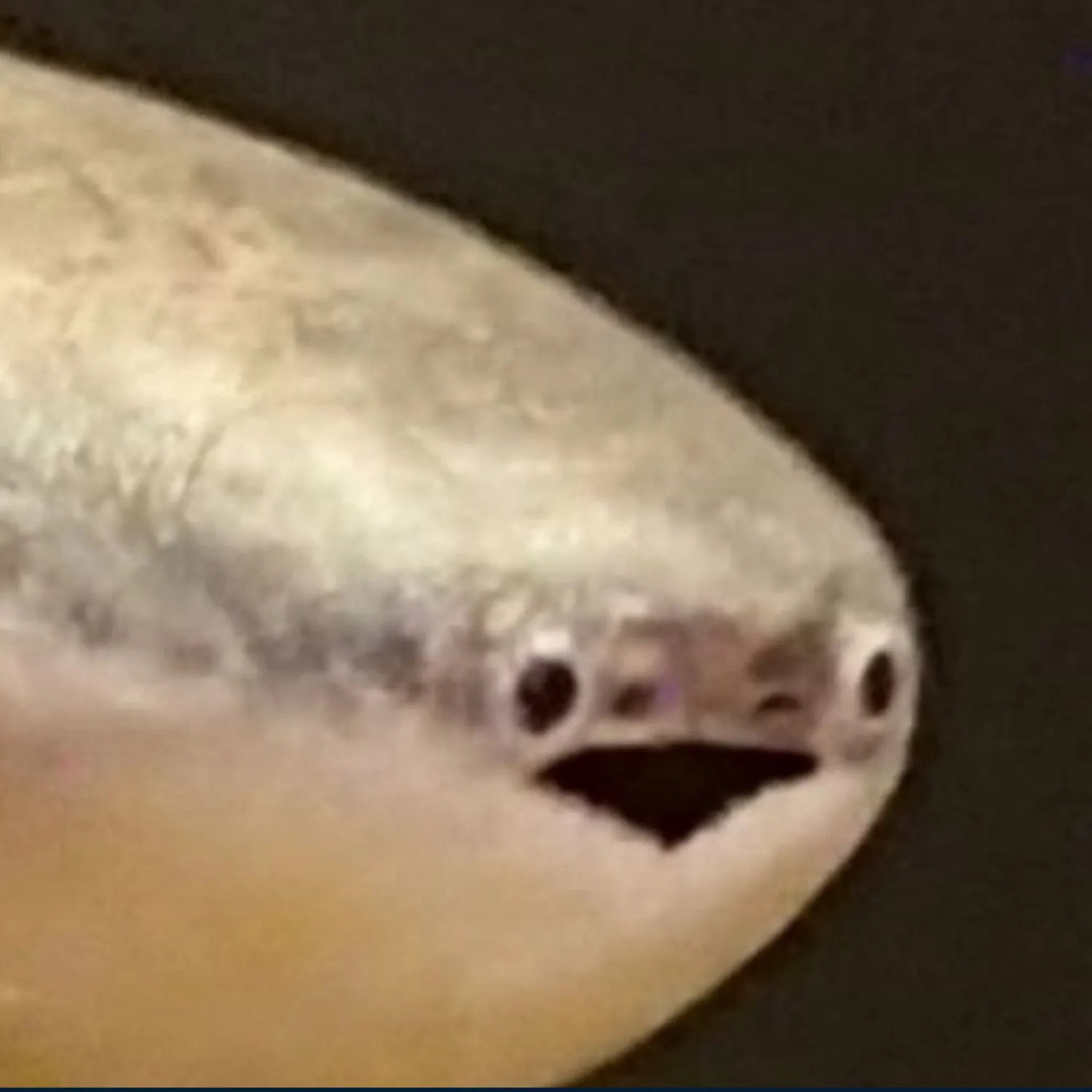 most liked catch image