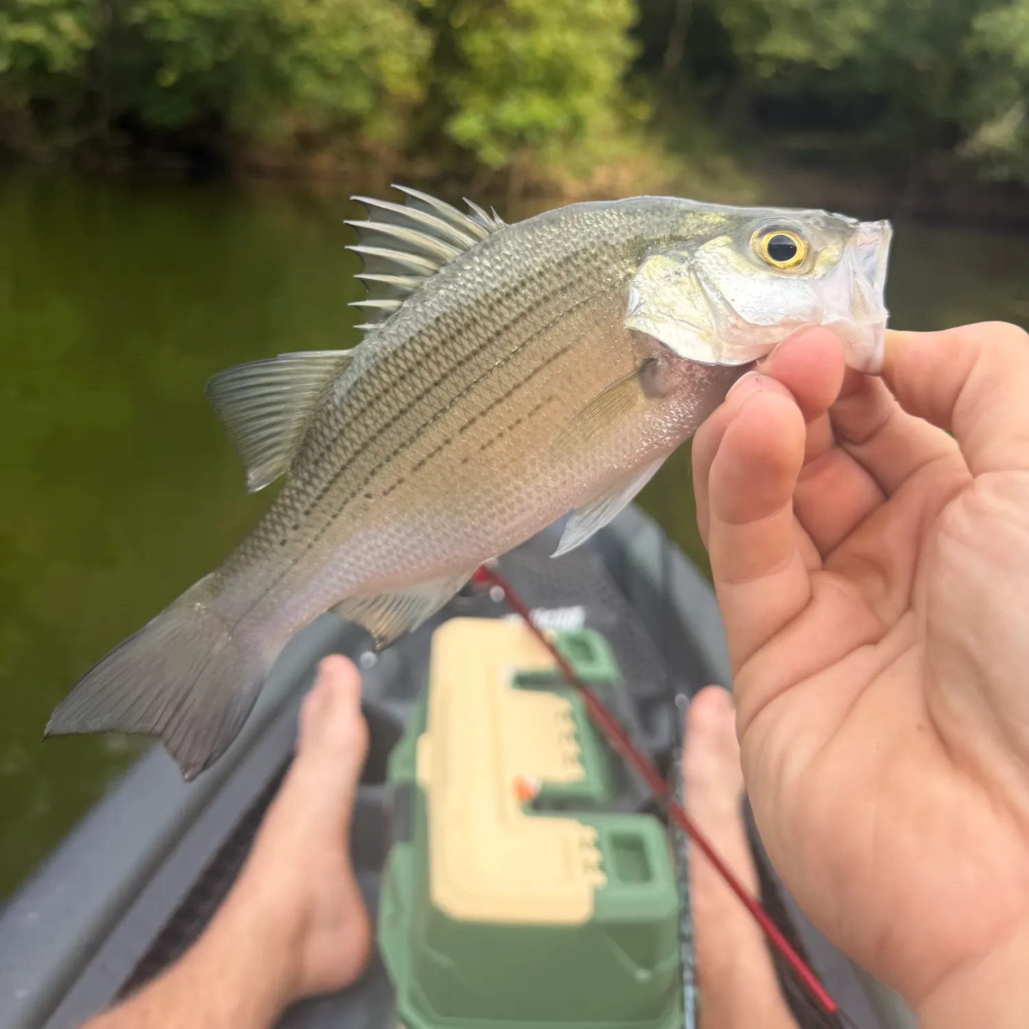 White bass caught on Fishbrain