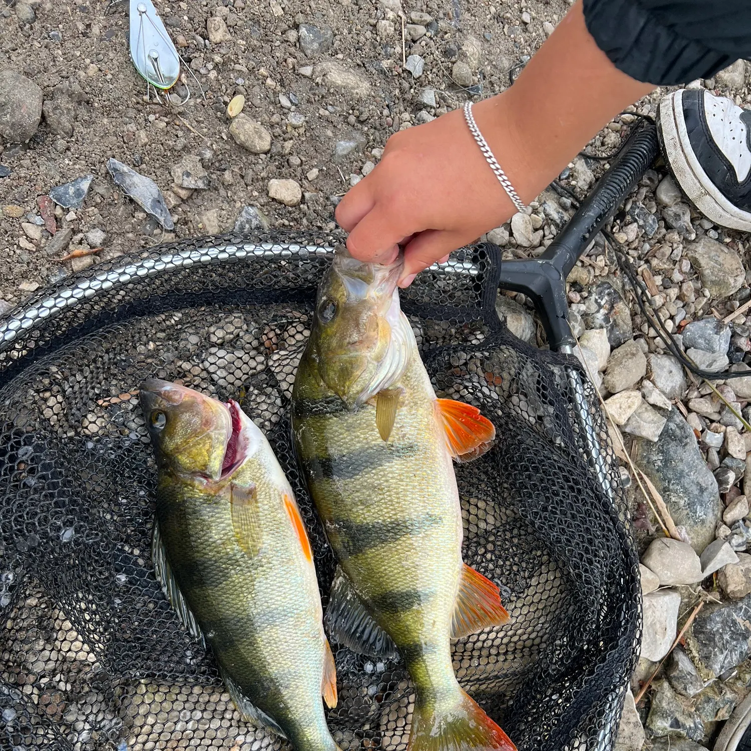 European perch caught on Fishbrain