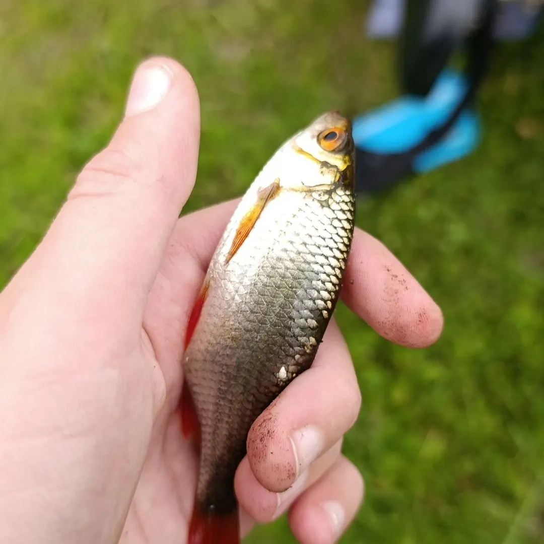 Common roach caught on Fishbrain