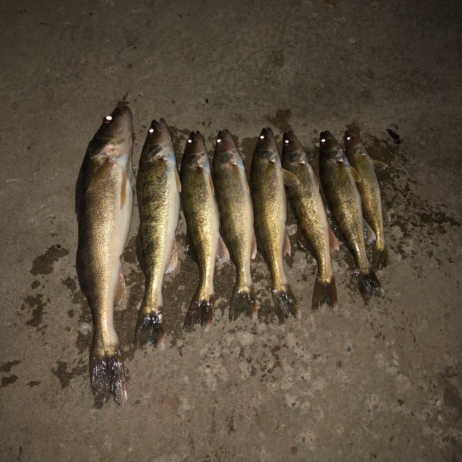 recently logged catches