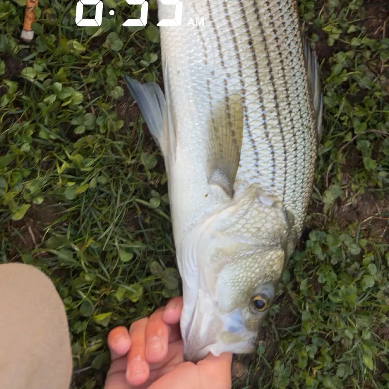Wiper caught on Fishbrain
