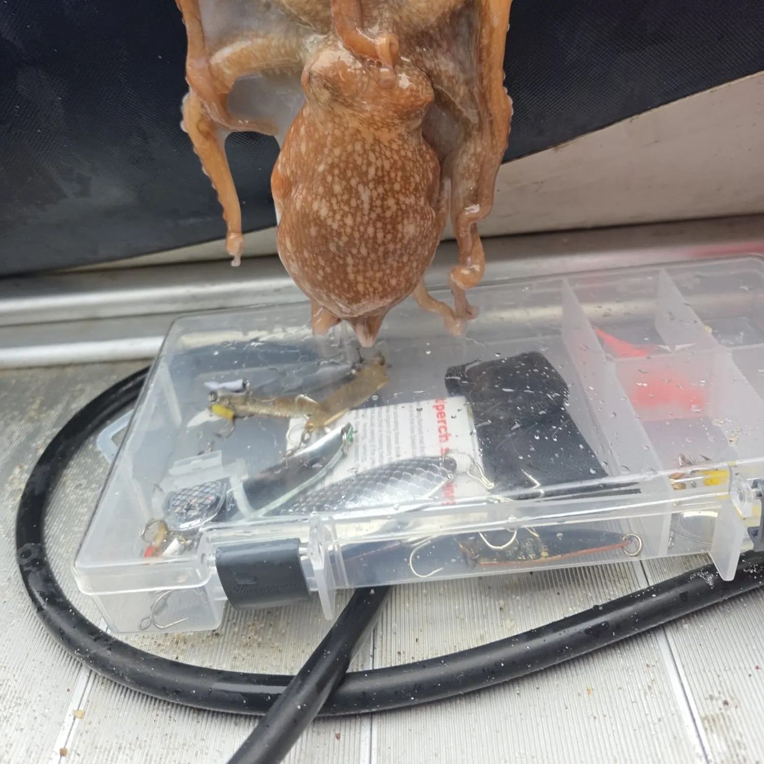 The most recent Common octopus catches on Fishbrain