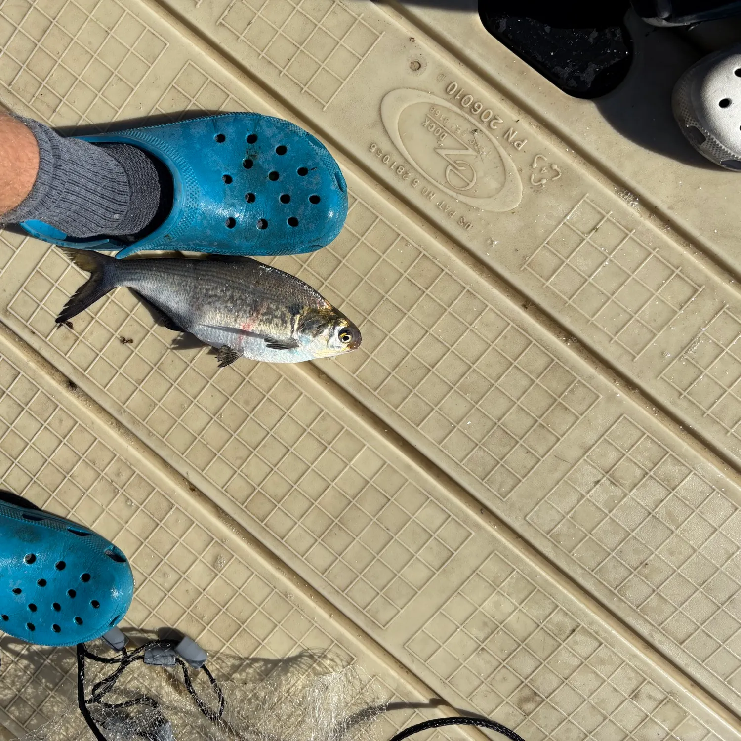 American gizzard shad caught on Fishbrain