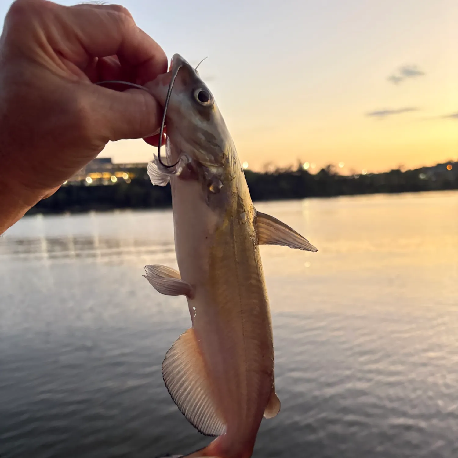 Channel catfish caught on Fishbrain