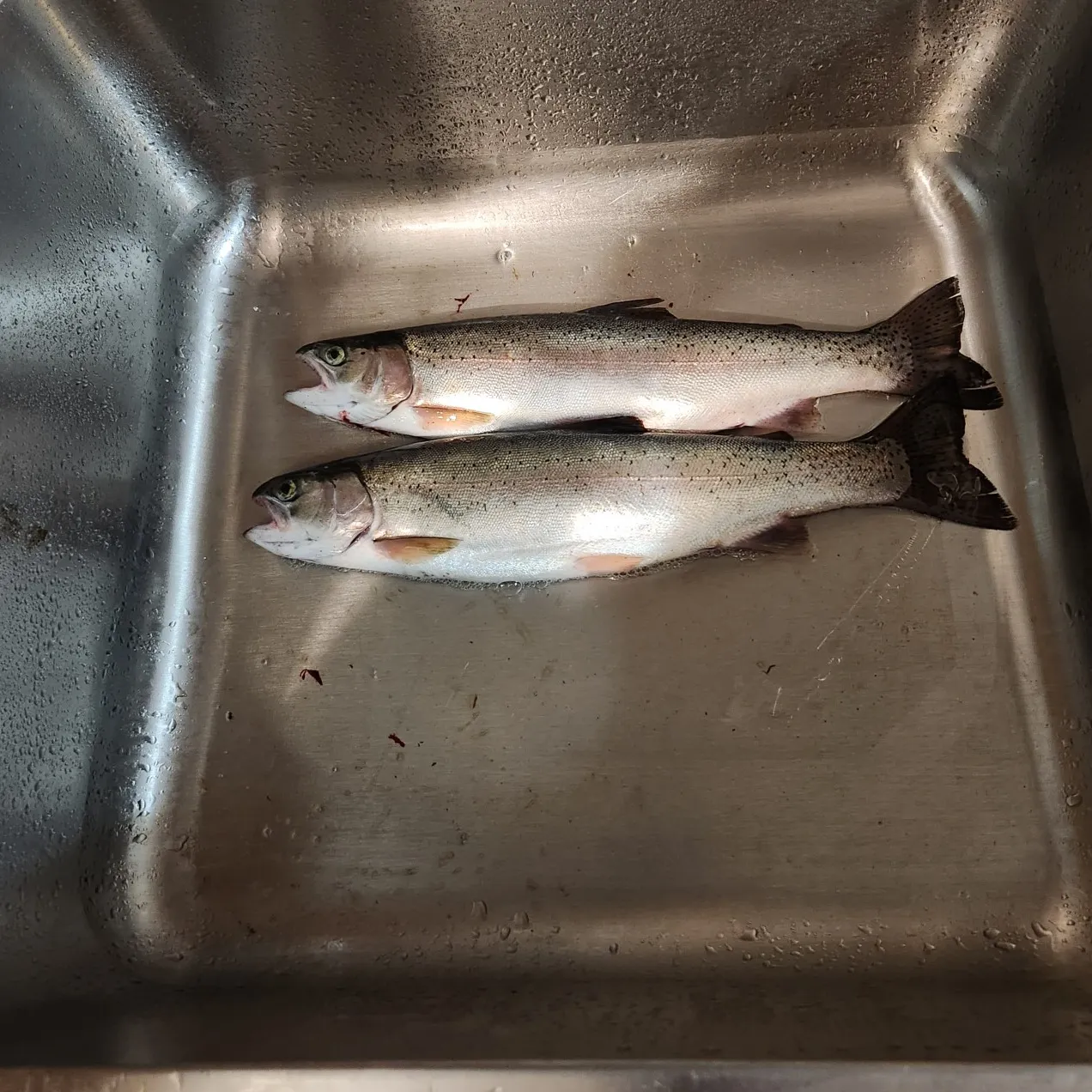 Rainbow trout caught on Fishbrain