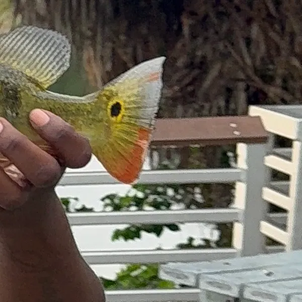 Butterfly peacock bass caught on Fishbrain