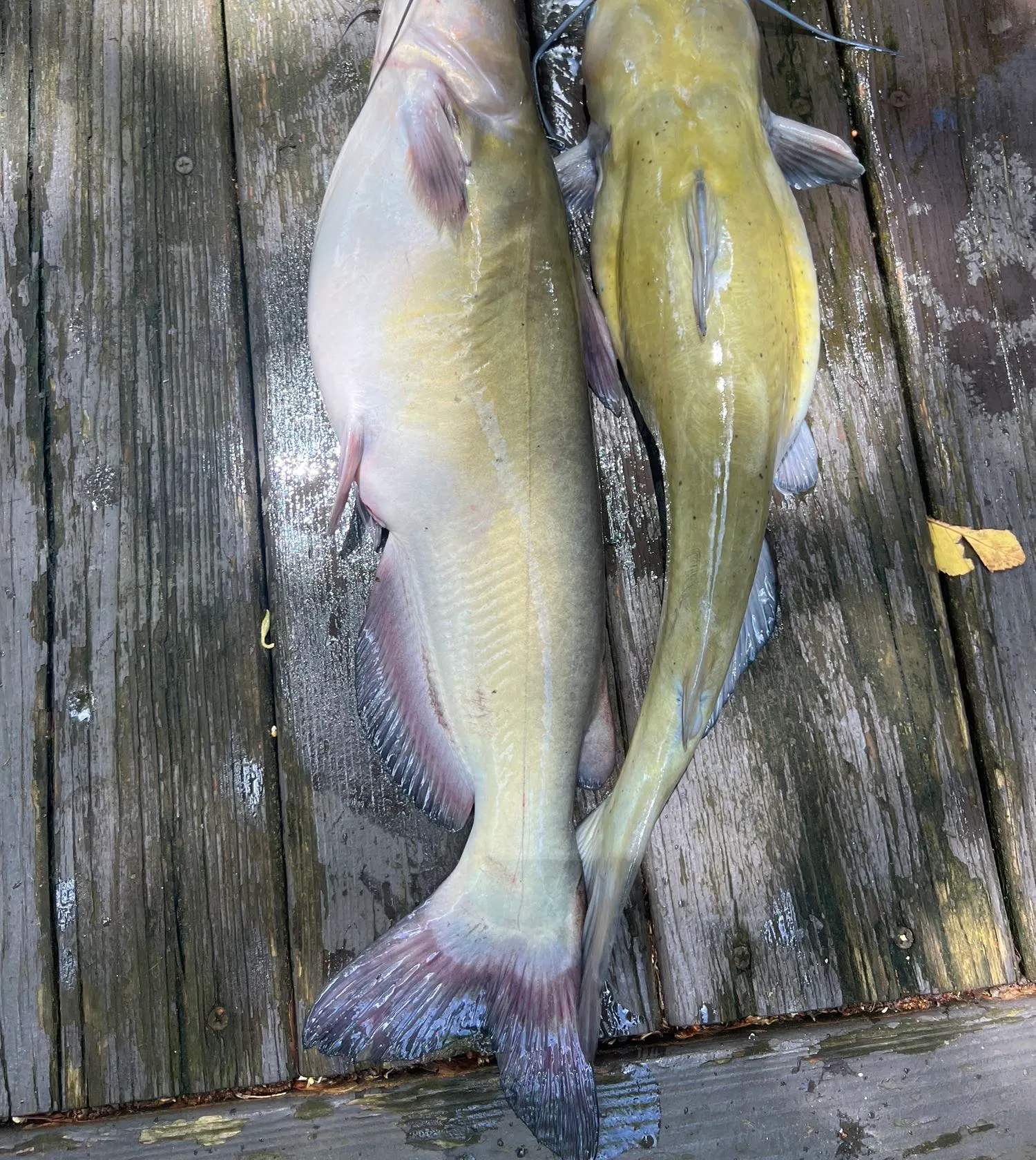 recently logged catches