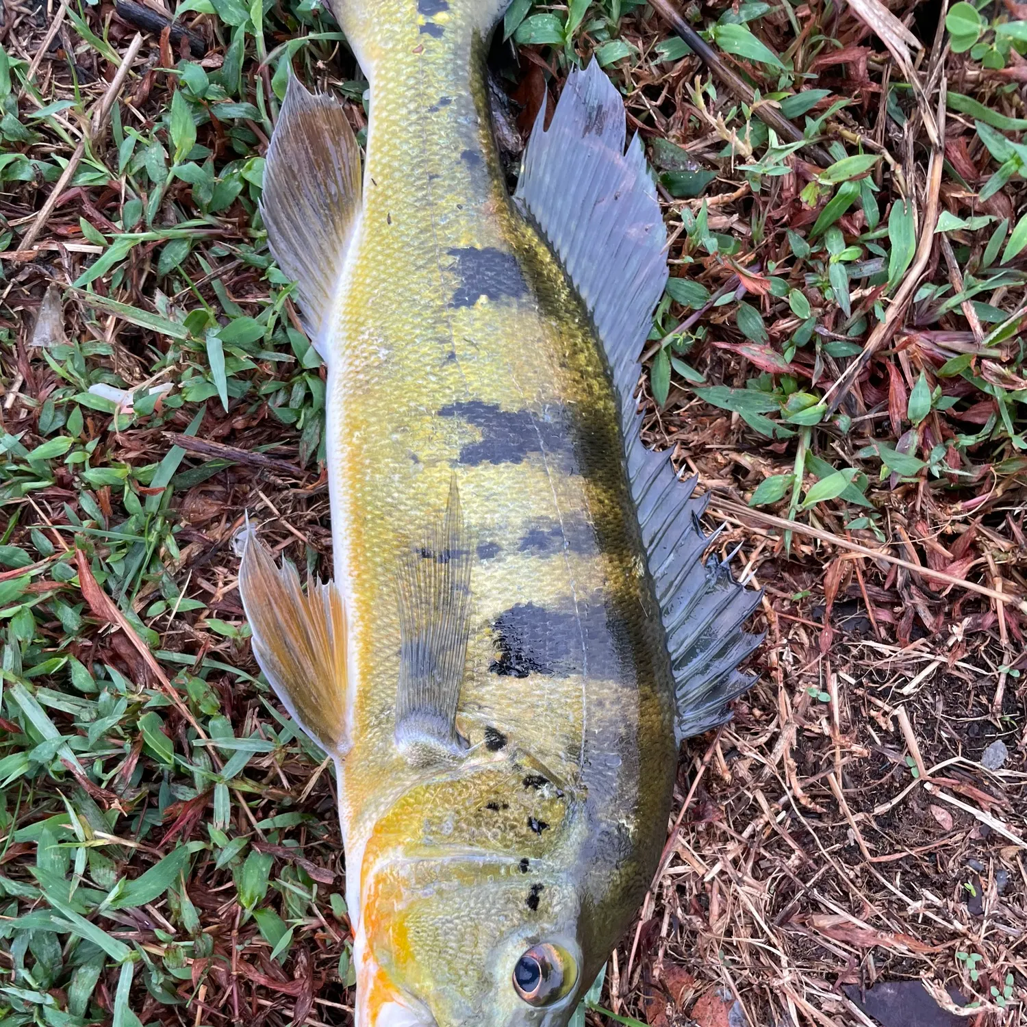 Butterfly peacock bass caught on Fishbrain