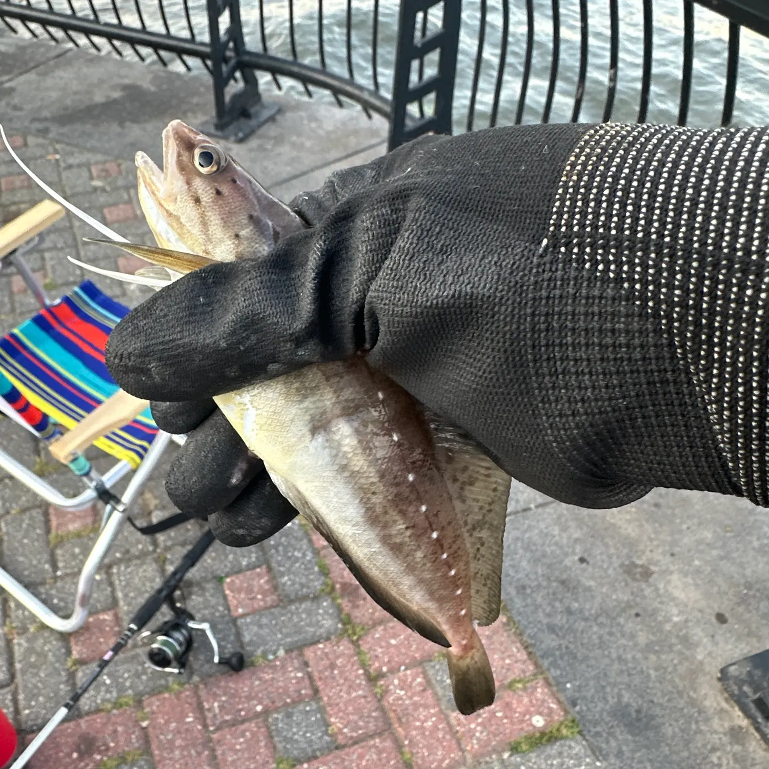 The most recent Spotted hake catches on Fishbrain
