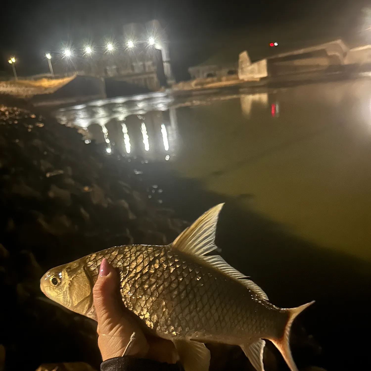 The most recent River carpsucker catches on Fishbrain