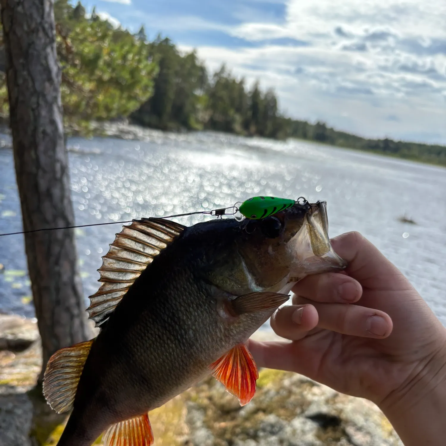 European perch caught on Fishbrain