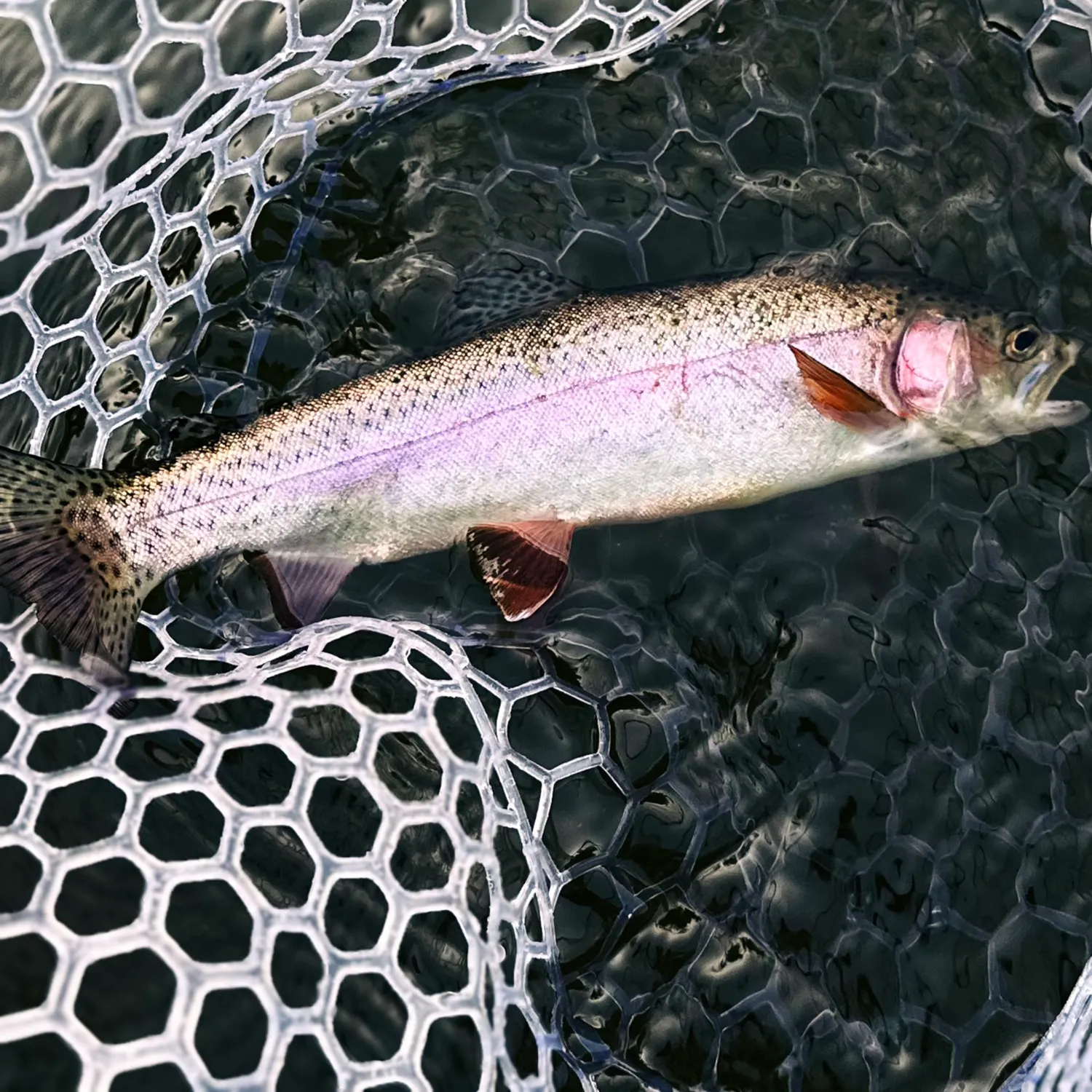 Rainbow trout caught on Fishbrain