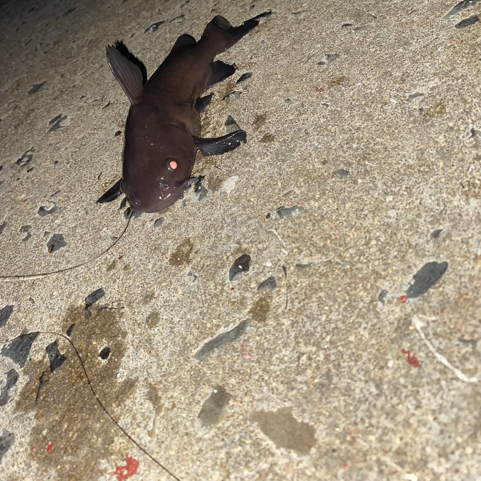 The most recent Black sea catfish catches on Fishbrain