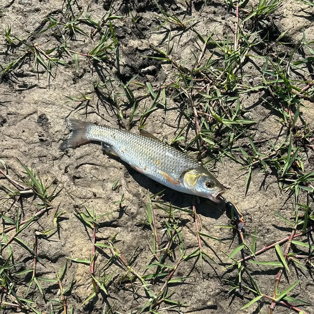 European chub caught on Fishbrain
