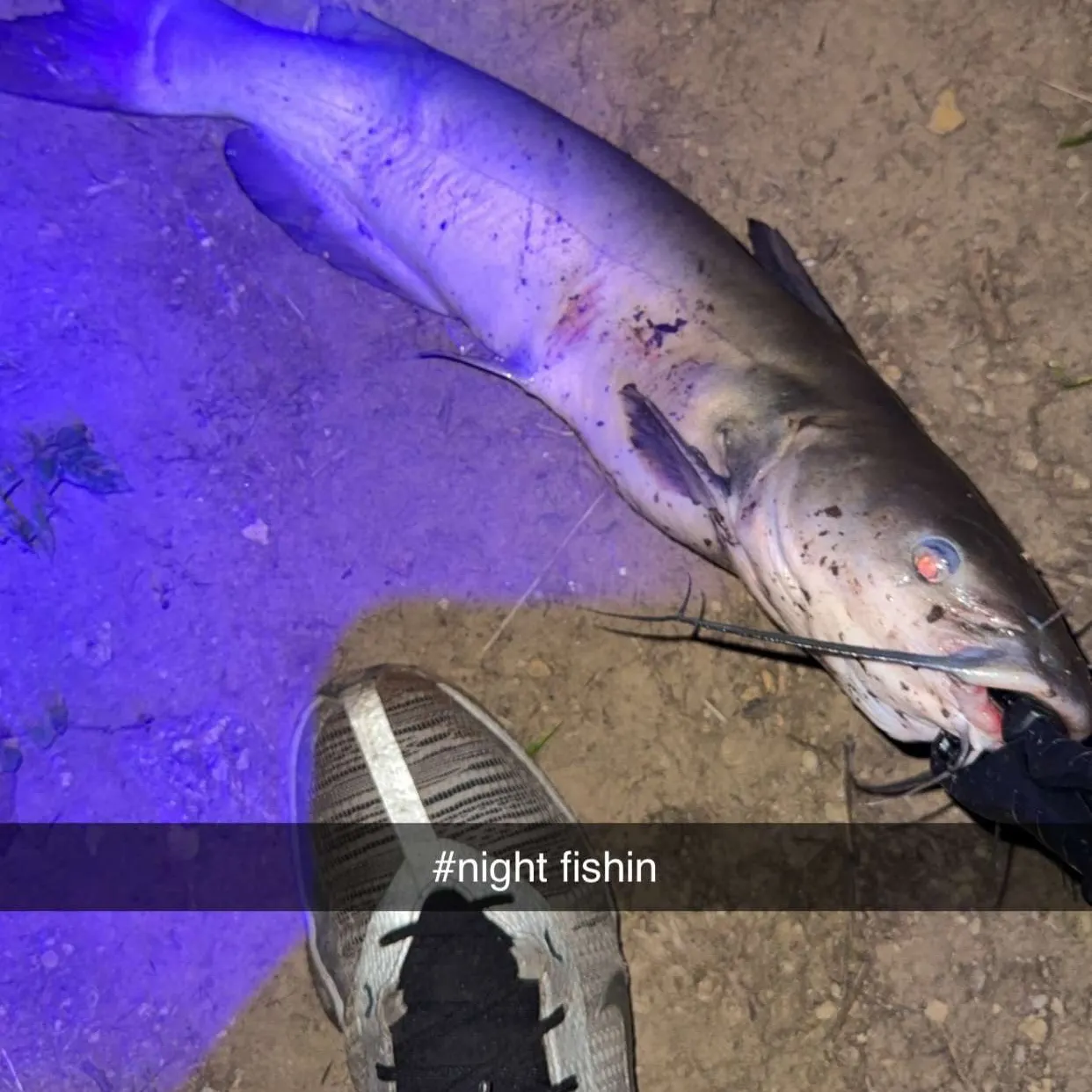 Channel catfish caught on Fishbrain