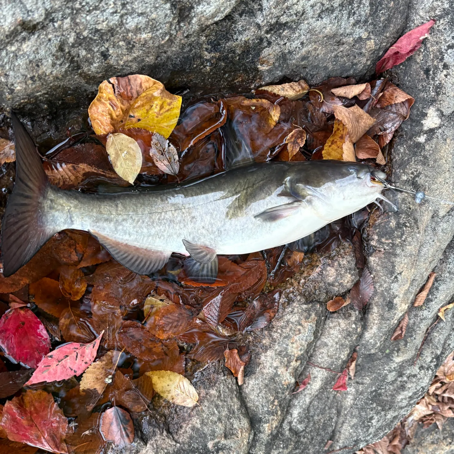 Black bullhead caught on Fishbrain