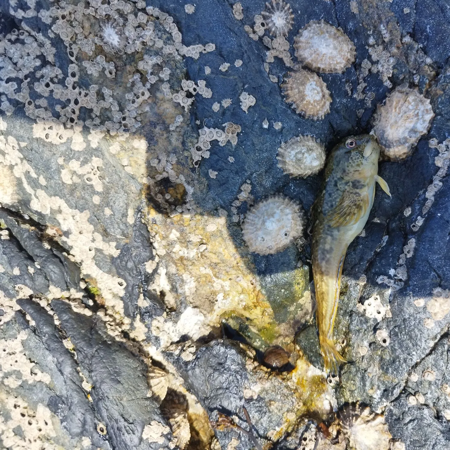 The most recent Tompot blenny catches on Fishbrain