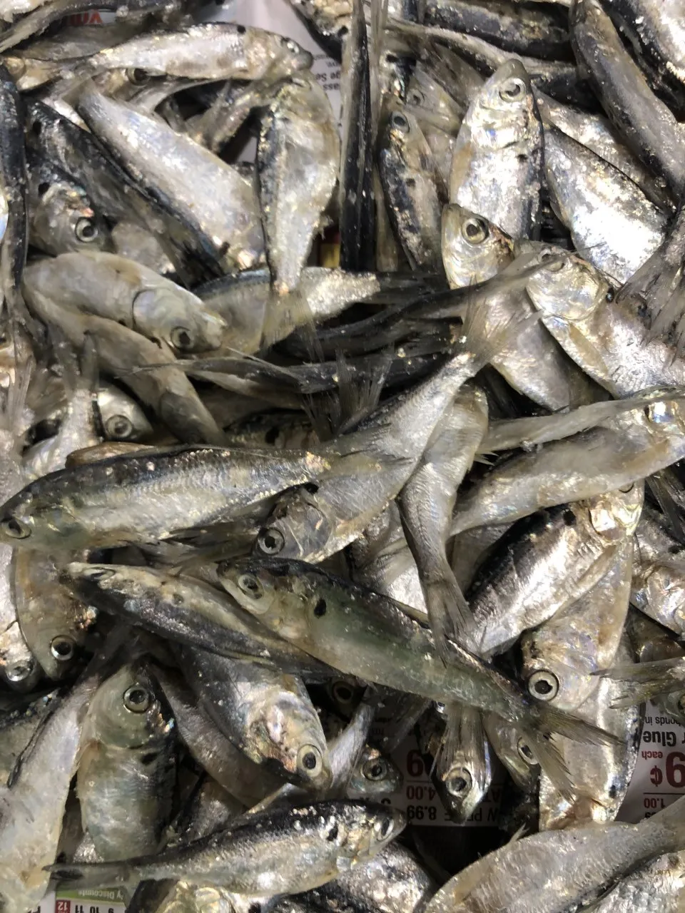 Frozen Baby Shad