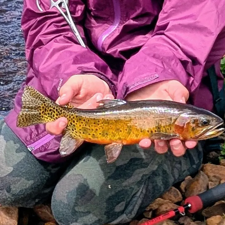 Cutthroat trout caught on Fishbrain