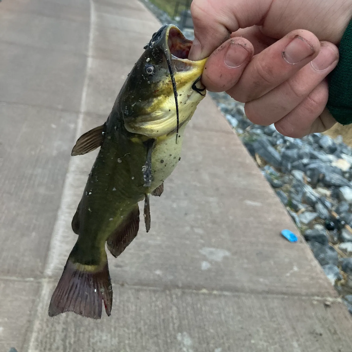 The most recent Black bullhead catches on Fishbrain